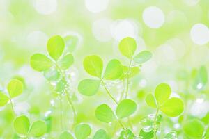 Fresh, vibrant, clover leaves in soft, green light photo