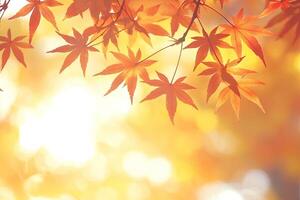 Autumn leaves bathed in golden sunlight photo