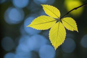 Bright green leaves against a bokeh background photo