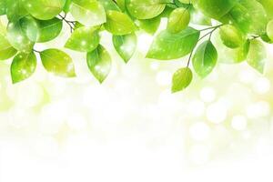 Fresh, vibrant greenery. Delicate leaves, soft light photo