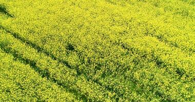 aerial footage with drone flying over a canola field in spring, agricultural background concept video