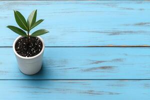 Small plant in a pot on a light blue wooden surface photo