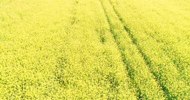 footage aerial drone view over rapeseed field in springtime, agricultural concept background video