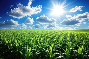 Lush green cornfield under a vibrant blue sky photo