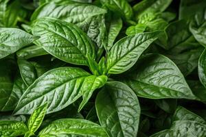 Close-up of vibrant green leaves. Lush foliage texture photo
