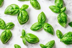 Fresh Basil Pattern on Light Surface photo