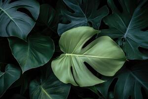 Lush, vibrant tropical foliage. Deep green leaves, intricate patterns, and tropical atmosphere photo