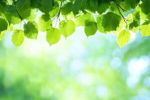 Fresh green leaves frame a vibrant spring bokeh background photo