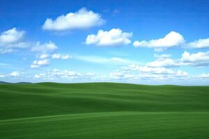 A field of green grass photo