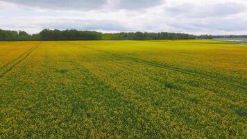 Aerial view of a vast yellow rapeseed field with visible tracks, bordered by green trees under an overcast sky with soft, diffused light. video