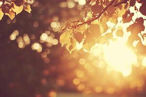 Golden Sunlight Through Autumn Leaves photo