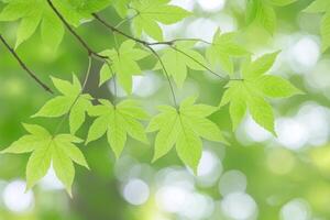 Fresh spring leaves on branches photo