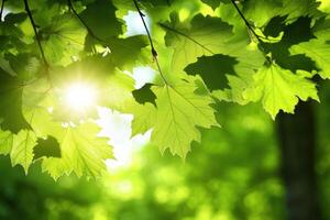 Green leaves in the sunlight with the sun shining through photo
