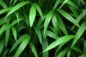 Lush green foliage photo