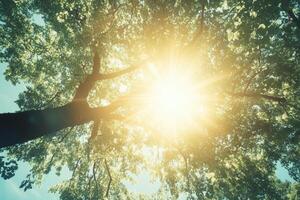Sunlight filters through lush tree canopy photo
