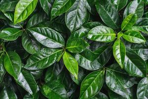 Lush green leaves, close-up photo