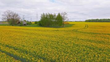 Aerial perspective of a vast rapeseed field with yellow blooms, a tree cluster, power lines, a road, and an overcast sky creating diffused light. video