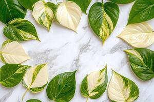 Fresh, vibrant leaves arranged on marble photo