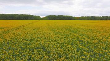 Aerial shot of a yellow rapeseed field with visible tire tracks, bordered by green trees under a cloudy sky, showcasing expansive motion. video