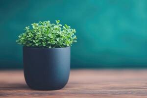 Small plant in dark pot on wooden surface photo
