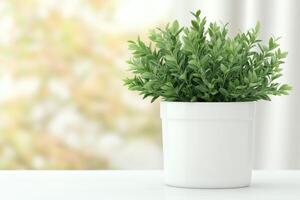 Fresh green plant in white pot on table photo