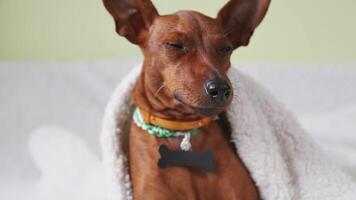 Miniature pinscher dog with expressive facial expressions and changing poses video