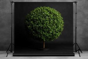 Round, lush green topiary against black backdrop photo