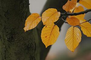 Autumn leaves against a tree trunk photo
