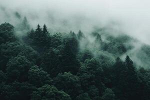 Misty mountain forest photo