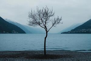 Solitary tree by a lake, mountains in the background photo