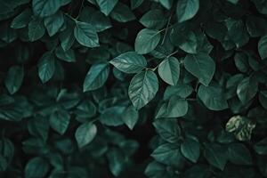 Lush green foliage background photo