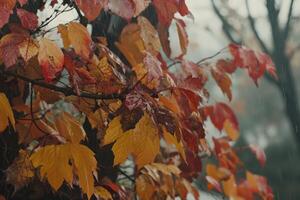 Autumn leaves in rain photo
