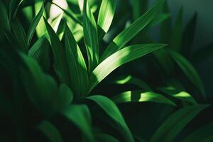 Lush green foliage close-up photo