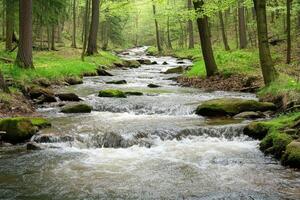 A tranquil mountain stream meanders through a lush forest photo