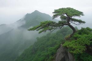 Misty mountaintop with lone pine photo