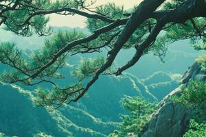 Mountain vista framed by pine branches. Lush greenery, rolling hills, and rocky peaks photo