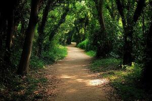Sunlit path through dense forest photo