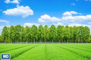 Lush green field stretching to a line of vibrant trees under a vibrant blue sky photo