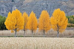 Autumn trees stand tall in a field photo
