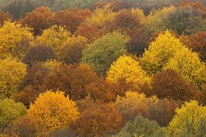 Autumn forest canopy, vibrant colors photo