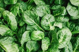 Fresh spinach leaves close-up photo
