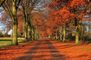 Autumnal lane lined with vibrant trees photo