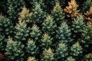 Dense forest canopy, various shades of green and brown coniferous trees photo