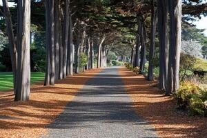 Scenic pathway lined with tall trees photo