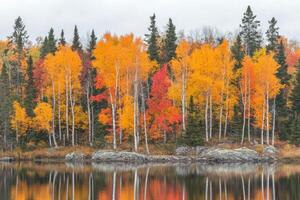 Autumnal forest reflected on a calm lake photo