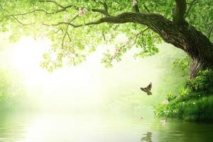 Lush spring forest scene photo