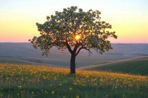 Solitary tree in a blossoming field at sunrise photo
