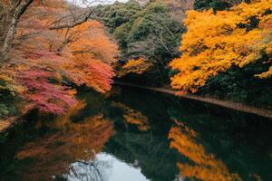 Autumnal forest reflected in a tranquil river. Vivid colors of fall foliage mirrored in the still water photo