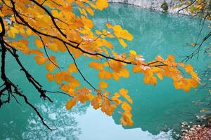 Autumn leaves over tranquil lake photo