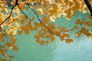 Autumn leaves over a tranquil river photo